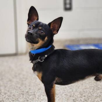 Vino -  Mixed Breed Dog for Adoption in Auburn, Alabama - Vino | PetCurious