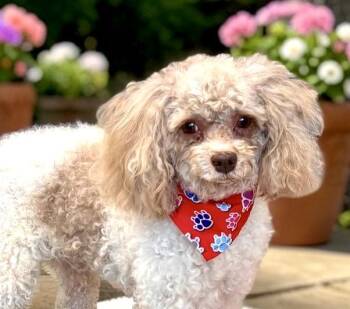 Mr. McGruff -  Poodle Dog for Adoption in Perry, Iowa - Mr. McGruff | PetCurious
