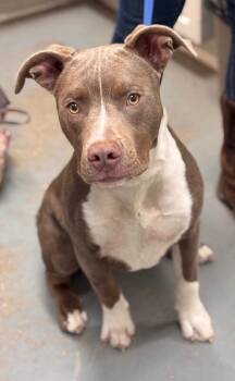 Pit Bull Terrier Dogs Available for Adoption - Kenny | PetCurious