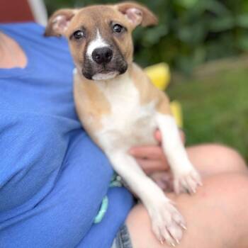 Rescue Cattle Dog Dogs for Adoption in Bastrop, Texas - Louise 25-06-005 | PetCurious