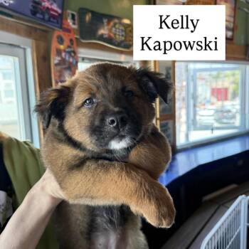 Kelly Kapowski (90s sitcom litter) -  Shepherd Dog for Adoption in San Diego, California - Kelly Kapowski (90s Sitcom Litter) | PetCurious