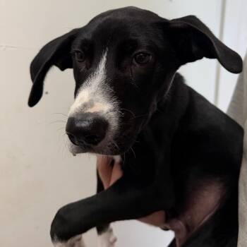 Marmaduke -  Labrador Retriever and Mixed Breed Dog for Adoption in Birmingham, Alabama - Marmaduke | PetCurious