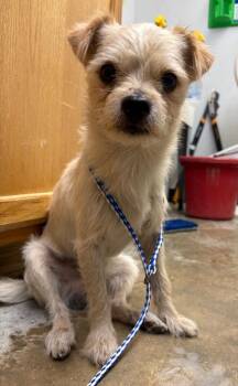 Marco -  Border Terrier and Mixed Breed Dog for Adoption in Lockhart, Texas - Marco | PetCurious