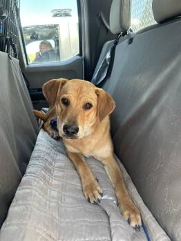 TINA -  Labrador Retriever and Mixed Breed Dog for Adoption in Casper, Wyoming - TINA | PetCurious