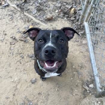 Rescue Pit Bull Terrier Dogs for Adoption in Reisterstown, Maryland - Pickles | PetCurious