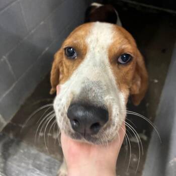 Wrangler -  Treeing Walker Coonhound Dog for Adoption in Corbin, Kentucky - Wrangler | PetCurious