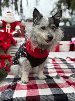 Stormy Grey -  Mixed Breed Dog for Adoption in Wilton, California - Stormy Grey | PetCurious
