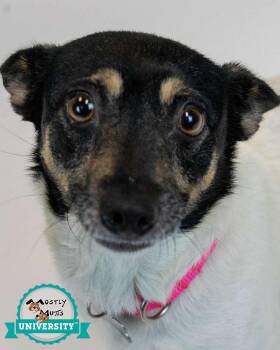 Odette -  Chihuahua and Jack Russell Terrier Dog for Adoption in Kennesaw, Georgia - Odette | PetCurious