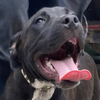 Ruger (Orion) -  Mixed Breed Dog for Adoption in Cincinnati, Ohio - Ruger (Orion) | PetCurious