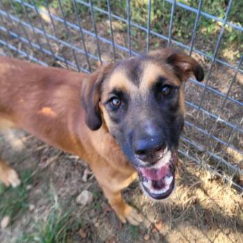 Shelly -  Shepherd Dog for Adoption in West Point, Mississippi - Shelly | PetCurious