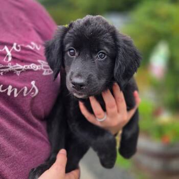 CT Belgrade avail Sep 26 -  Labrador Retriever and Great Pyrenees Dog for Adoption in Stormville, New York - CT Belgrade Avail Sep 26 | PetCurious