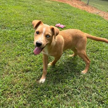 Sonoran -  Border Collie and Mixed Breed Dog for Adoption in Roxboro, North Carolina - Sonoran | PetCurious