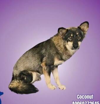 Husky and Australian Shepherd Dogs Available for Adoption in Boulder, Colorado - Bryce | PetCurious
