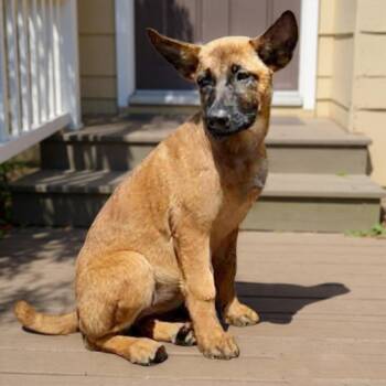 Kyra -  Belgian Shepherd Malinois Dog Available for Adoption in Franklin Township, New Jersey - Kyra | PetCurious