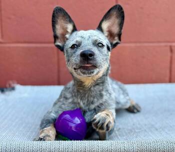 Elektra -  Australian Cattle Dog Blue Heeler Dog for Adoption in Paso Robles, California - Elektra | PetCurious