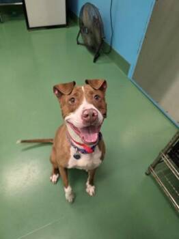 Pit Bull Terrier and Mixed Breed Dogs Available for Adoption in Westland, Michigan - Apple Tart | PetCurious