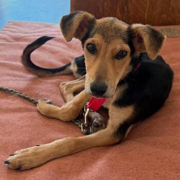 Zombie Grandpa -  Beagle and German Shepherd Dog Dog for Adoption in Austin, Texas - Zombie Grandpa | PetCurious