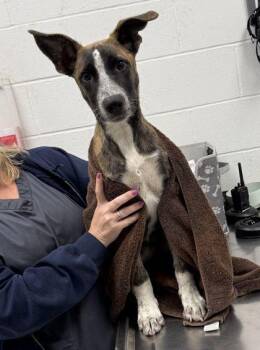 Julie -  Mixed Breed Dog for Adoption in Kansas City, Missouri - Julie | PetCurious