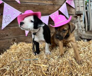 Grand Ole Opry Girls -  Pit Bull Terrier Dog for Adoption in Portland, Oregon - Grand Ole Opry Girls | PetCurious