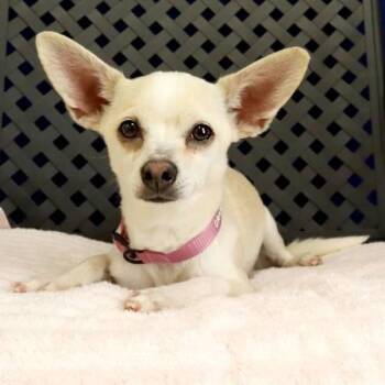 Chihuahua Dogs Available for Adoption - Rita | PetCurious