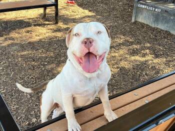 ALFREDO -  American Bulldog Dog for Adoption in Tustin, California - ALFREDO | PetCurious