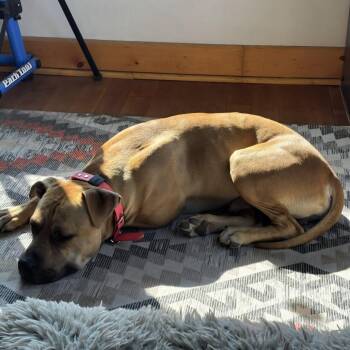 Buddha -  American Staffordshire Terrier Dog for Adoption in Baker City, Oregon - Buddha | PetCurious