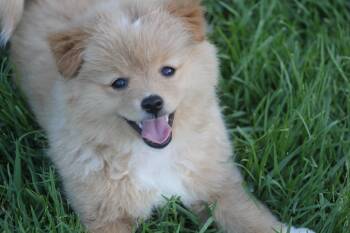 Callie -  Pomeranian Dog for Adoption in Alafaya, Florida - Callie | PetCurious