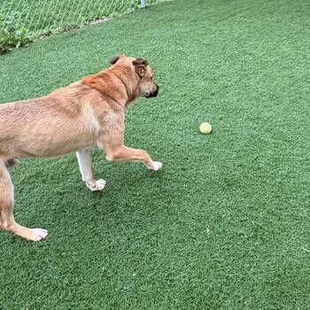 Ralph -  Mixed Breed Dog for Adoption in Batavia, Ohio - Ralph | PetCurious