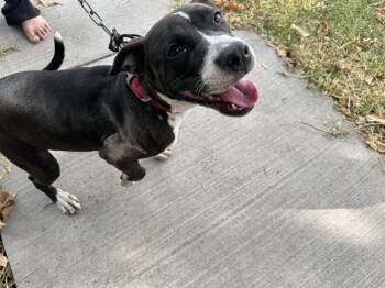 SUZIE -  Pit Bull Terrier and Mixed Breed Dog for Adoption in Rowlett, Texas - SUZIE | PetCurious