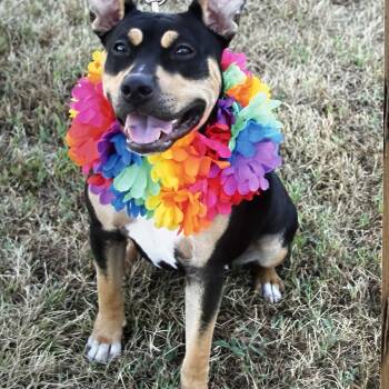 Ellie Mae -  Pit Bull Terrier Dog for Adoption in Hutchinson, Kansas - Ellie Mae | PetCurious