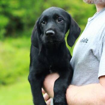 Labrador Retriever and Mixed Breed Dogs Available for Adoption in Stormville, New York - CT Mesclun | PetCurious