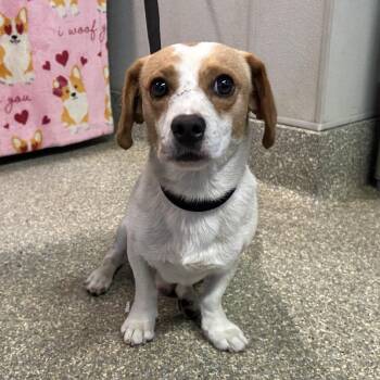 IVHS-Stray-142029 -  Dachshund and Chihuahua Dog for Adoption in San Gabriel, California - IVHS-Stray-142029 | PetCurious