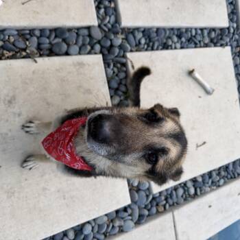 German Shepherd Dog Dogs Available for Adoption - Paul | PetCurious