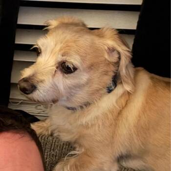 Charlie -  Dachshund and Mixed Breed Dog Available for Adoption - Charlie | PetCurious