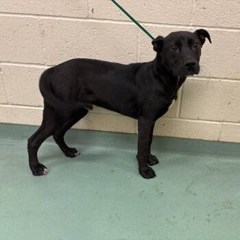 Mixed Breed Dogs Available for Adoption in Memphis, Tennessee - Leroy | PetCurious