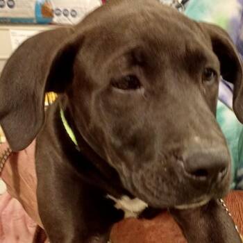Chester - Gentle Giant in the Making -  Great Dane Dog for Adoption in Tulsa, Oklahoma - Chester - Gentle Giant In The Making | PetCurious