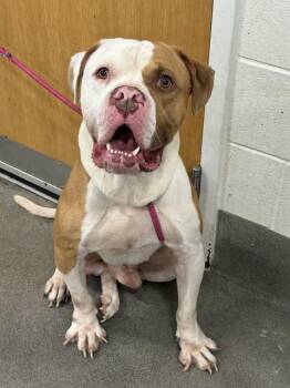 Pit Bull Terrier and American Bulldog Dogs Available for Adoption - PAUL | PetCurious