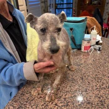 Miniature Schnauzer Dogs Available for Adoption - Poppy | PetCurious