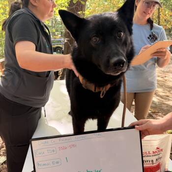 Pearl 2026-5701 (1) -  German Shepherd Dog Dog for Adoption in Trenton, Georgia - Pearl 2026-5701 (1) | PetCurious