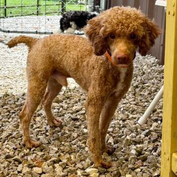 Noah - Missouri (JN26-74) -  Miniature Poodle Dog for Adoption in Peyton, Colorado - Noah - Missouri (JN26-74) | PetCurious