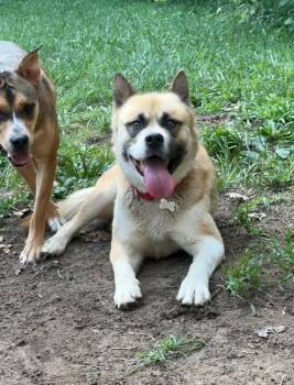 Billy -  Akita Dog for Adoption in Chicago, Illinois - Billy | PetCurious