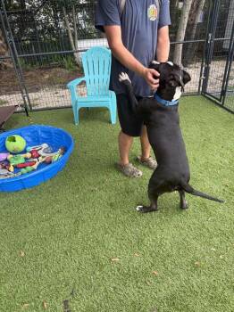 Nox -  American Bulldog Dog for Adoption in Lakeland, Florida - Nox | PetCurious