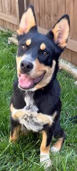 Cattle Dog Dogs Available for Adoption in Franklin, Tennessee - PUPPY BARNABY | PetCurious