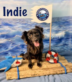 Indie -  Chihuahua and Papillon Dog for Adoption in Arcadia, Florida - Indie | PetCurious