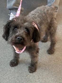 Mixed Breed Dogs Available for Adoption in West Chester, Pennsylvania - Ms Bailey | PetCurious