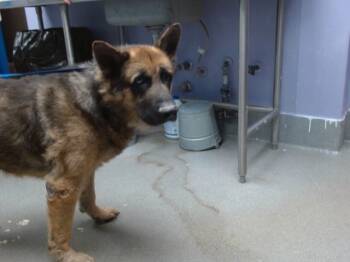 Rescue German Shepherd Dog and Mixed Breed Dogs for Adoption in Albuquerque, New Mexico - DUDE | PetCurious