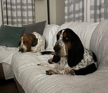 Basset Hound Dogs Available for Adoption in Auburndale, Florida - Hank And Dolly | PetCurious