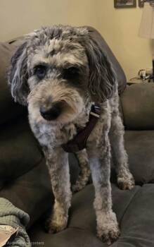 Stout -  Aussiedoodle Dog for Adoption in Cedar Rapids, Iowa - Stout | PetCurious