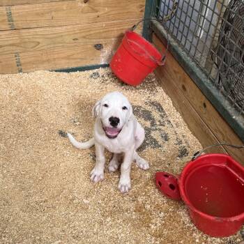 Smooth Sam -  Great Pyrenees and Pit Bull Terrier Dog for Adoption in Sadler, Texas - Smooth Sam | PetCurious