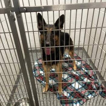 Widget -  Mixed Breed Dog for Adoption in Jeffersonville, Indiana - Widget | PetCurious